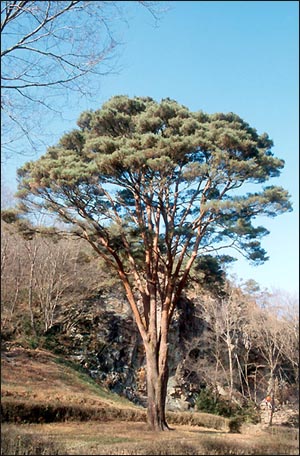 추사 김정희가 쓴 백파선사비(좌). 수령 600년의 단아한 자태를 간직한 '장사송(천연기념물 354호)'. 